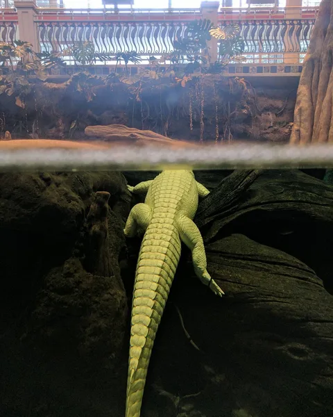 Albino alligator looks green from under the water. Hi Claude!