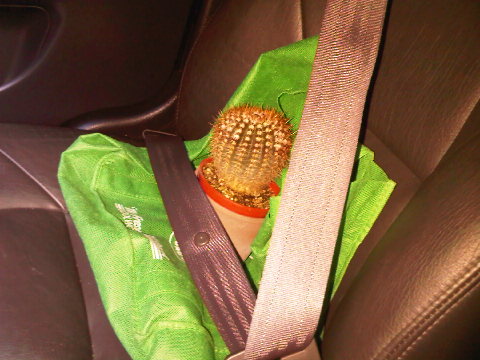 Are you ready to go, little guy #df09tu cactus