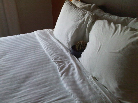 Awww, the little guy is tired. Sweet dreams, @x2od cactus.