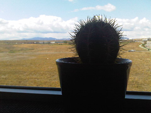 Cactus longs to roam