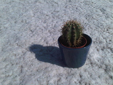 Cactus showing how salty the salt flats really are
