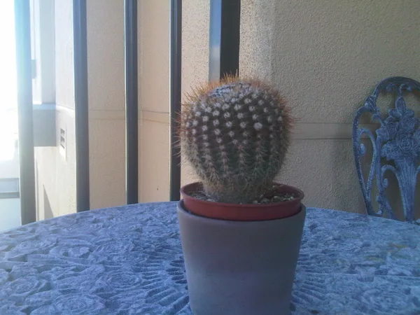 Good morning, Cactus!