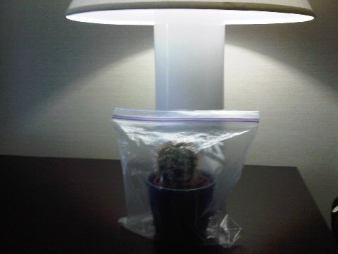 How cactus travels. Don't worry; he poked his own air-holes!