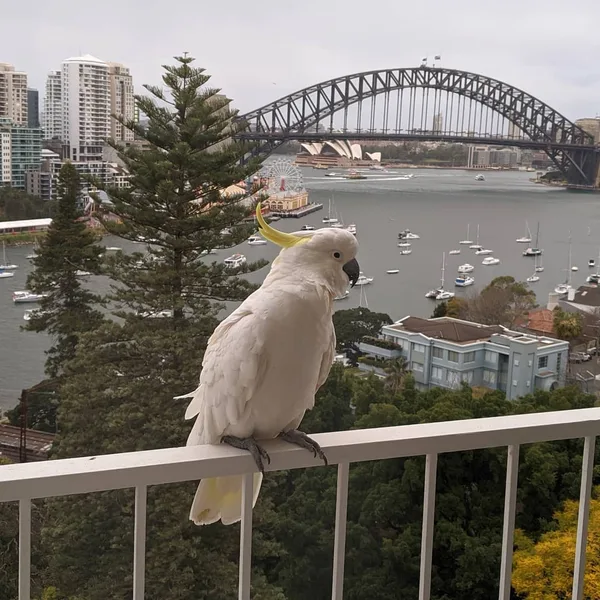 I had a visitor for afternoon tea