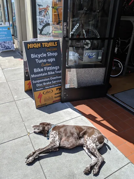Shopdog Coco