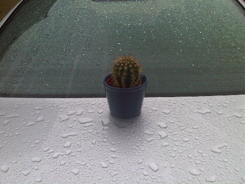 Take care of your pets, er, cacti