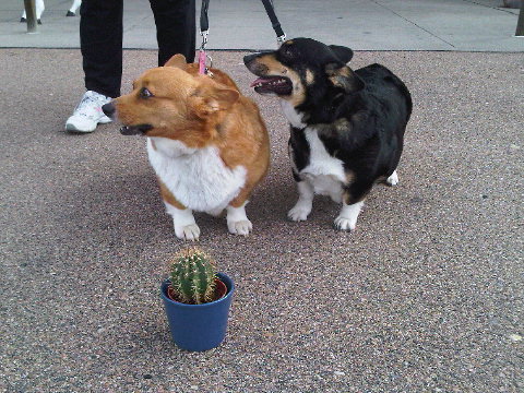 With GRAND champion and champion Welsh Corgis. Canine royalty!